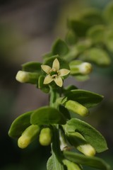 Osyridicarpos schimperianus