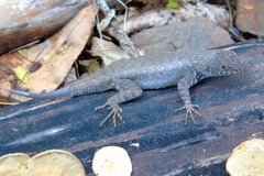 Sceloporus nelsoni