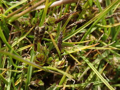 Carex wakatipu