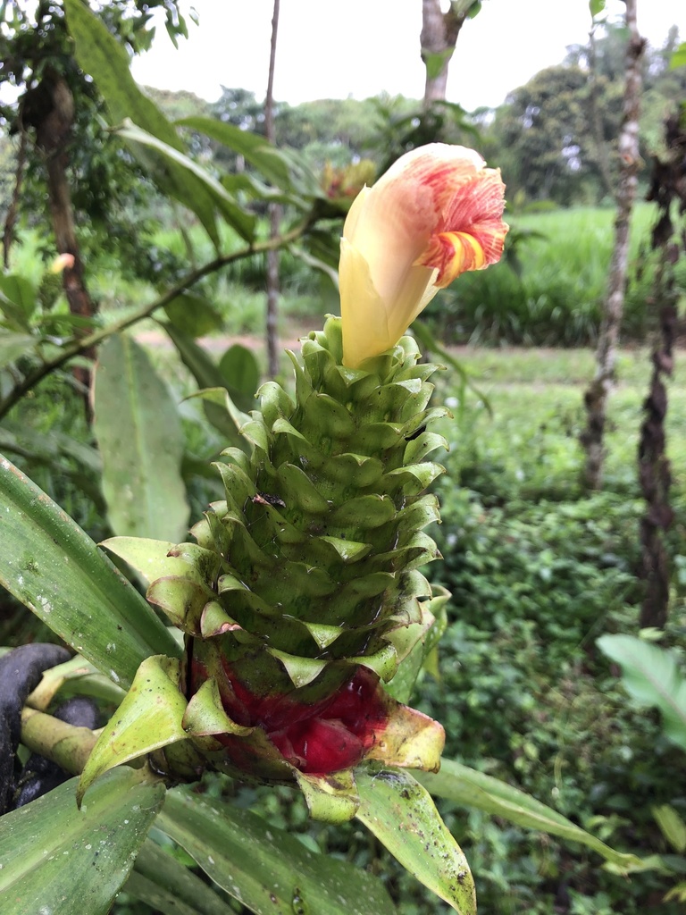 Costus gibbosus; photograph Skjold Søndergaard, CC BY, iNaturalist via GBIF