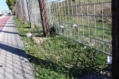 Scabiosa columbaria