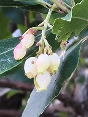Arbutus unedo