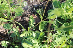 Scabiosa columbaria