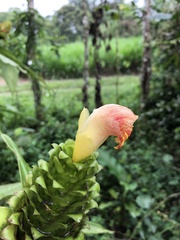 Skjold Søndergaard, CC BY, iNaturalist via GBIF Costus gibbosus, photograph Skjold Søndergaard, CC BY, iNaturalist via GBIF