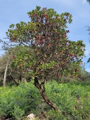 Arbutus unedo