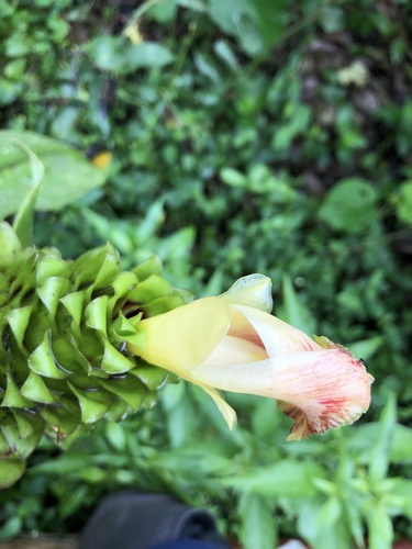 Costus gibbosus, photograph 2