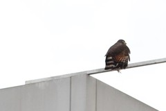 Rupornis magnirostris