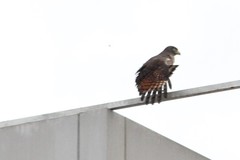 Rupornis magnirostris