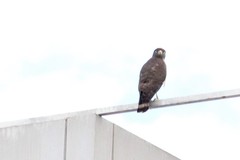 Rupornis magnirostris