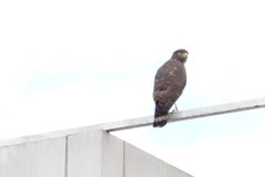 Rupornis magnirostris