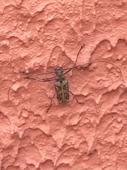 Macropophora accentifer