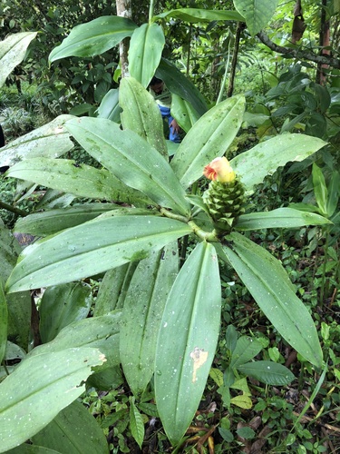 Costus gibbosus, photograph 3