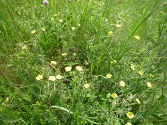 Potentilla recta obscura