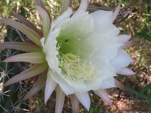 Image of Harrisia tortuosa by no rights reserved