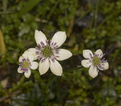 Knowltonia hepaticifolia