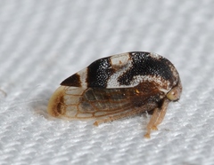 Cyrtolobus puritanus