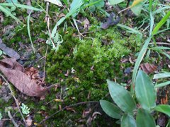 Bryophyta