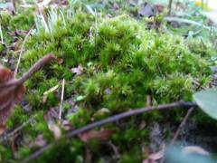 Bryophyta