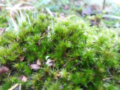 Bryophyta
