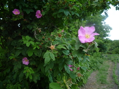 Rosa majalis