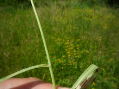 Pilosella floribunda
