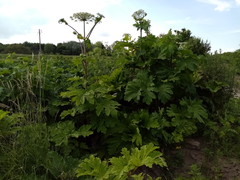 Heracleum sosnowskyi