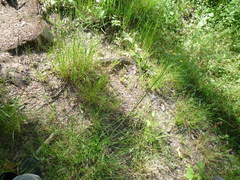 Pilosella floribunda