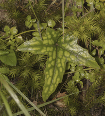 Knowltonia hepaticifolia