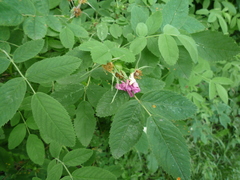 Rosa majalis