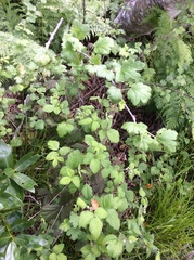 Ribes divaricatum pubiflorum