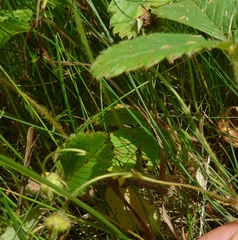 Fragaria viridis