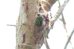 Hemisciera maculipennis