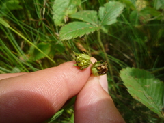 Fragaria viridis