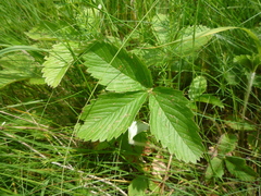 Fragaria viridis