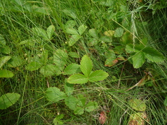 Fragaria viridis