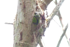 Hemisciera maculipennis