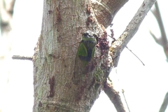 Hemisciera maculipennis