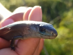 Cyclodomorphus michaeli