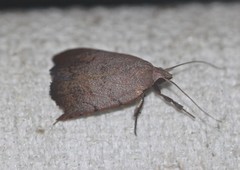 Tortricopsis pyroptis