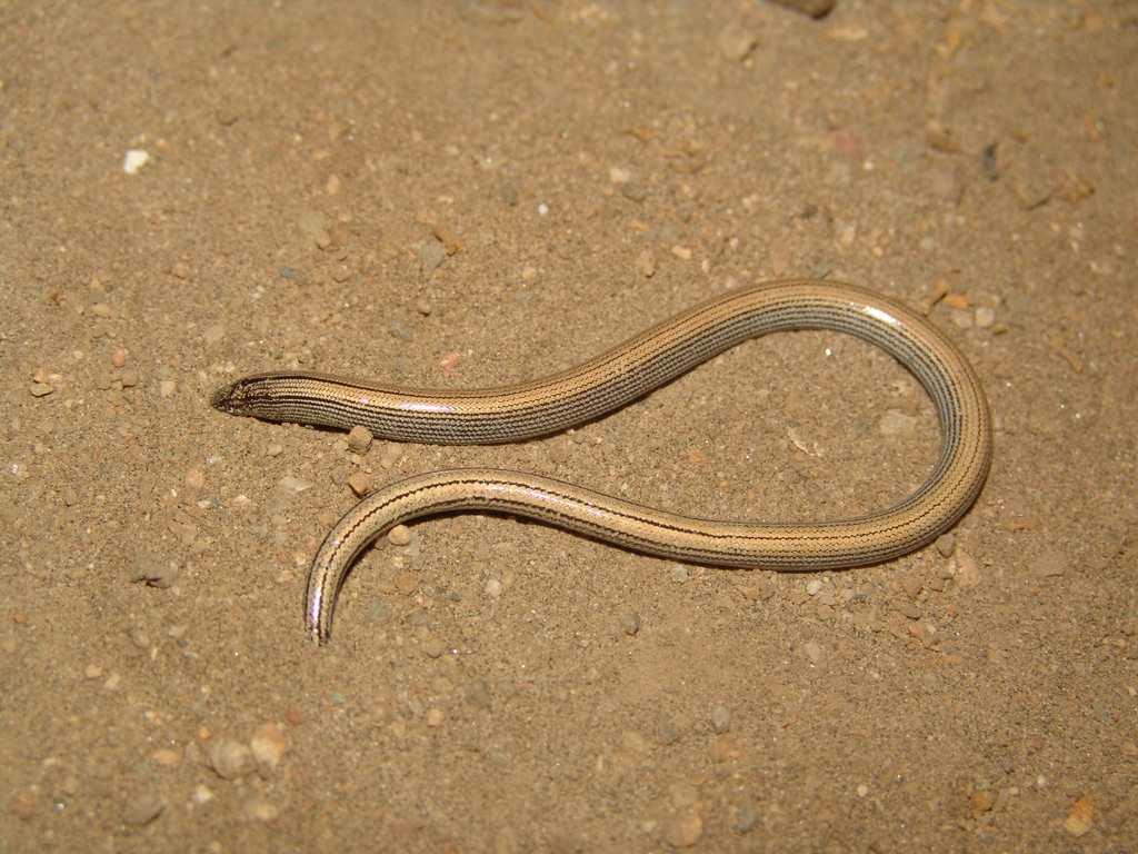 Baja California Legless Lizard