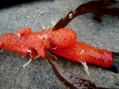 Metandrocarpa dura