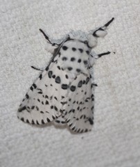 Kamalia australis