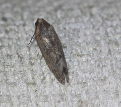 Cryptophlebia ombrodelta
