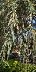 Taxodium mucronatum