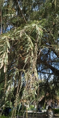 Taxodium mucronatum