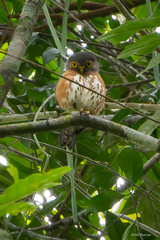 Red-Chested Owlet photo 3