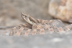 Bothrops ammodytoides