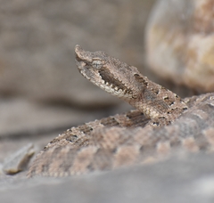 Bothrops ammodytoides