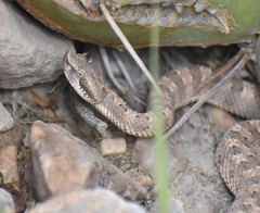 Bothrops ammodytoides
