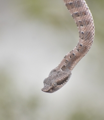 Bothrops ammodytoides